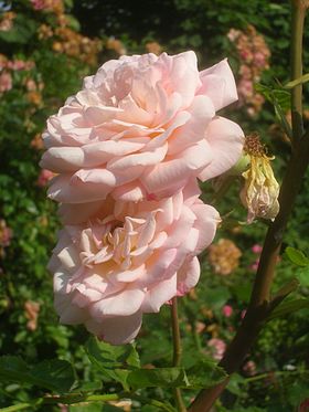 Image illustrative de l’article Abraham Darby (rose)