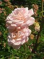 «Abraham Darby», 1985