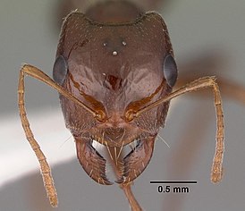 Rossomyrmex minuchae