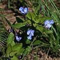 Rotheca hirsuta