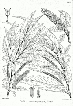 Description de l'image Salix tetrasperma Bra58.png.