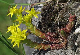 Sedum acre