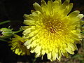 Malacothrix glabrata, photographed at Joshua Tree National Park.