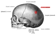 Собо 1909 104 - Parietal eminence.png