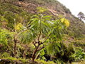 Sonchus palmensis på La Palma