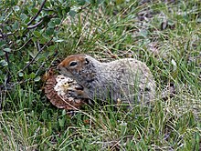 Spermophilus parryii (eating mushroom).jpg