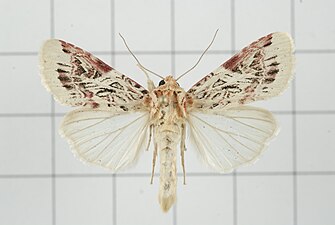 Spodoptera picta