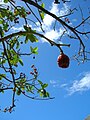 Starr 060922-9070 Fagraea berteroana.jpg