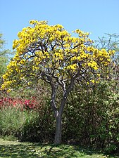 Arbre planté à Hawaï