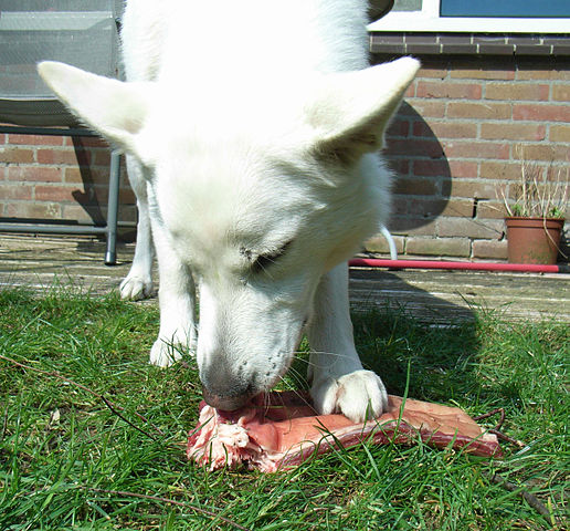 Comida para perros ¿Cuál elegir? Aquí la respuesta