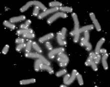 Human chromosomes (grey) capped by telomeres (white) Telomere caps.gif