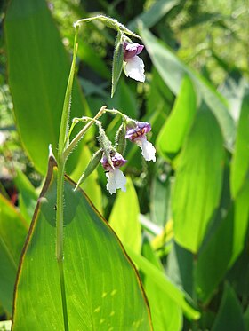 Thalia geniculata.