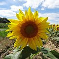 Tournesols dans le Gers