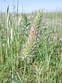 Trifolium angustifolium Inflorescence