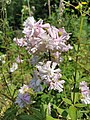 Mydlnica lekarska (Saponaria officinalis) w dolinie Trzebiegoszczy.