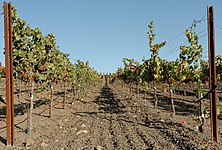 Vignoble de Napa Valley