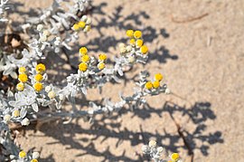 Η Αχίλλεια η παράλιος (Achillea maritima), Ποταμός, Επανομή, Θεσσαλονίκη