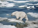 Isbjörn på Wrangels ö utanför Sibirien