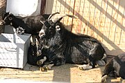 Семья камерунских коз (Capra aegagrus hircus)