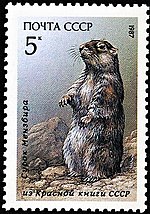 Miniatura per Marmota de Ménzbir