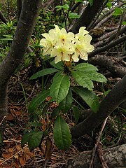 Rododendro dorado[2]​