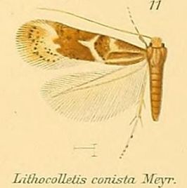 Phyllonorycter conista