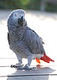 Un perroquet gris du Gabon.