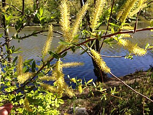 Salix nigra växer gärna nära vatten