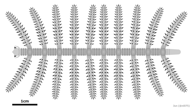 Diania cactiformis ディエニア（ディアニア）・カクティフォーミス