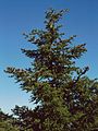 Griechische Tanne (Abies cephalonica)