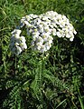 Achillea millefolium millefolium