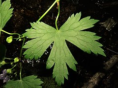 中部の茎葉の葉身は腎円形で、掌状に5中裂し、裂片はさらに浅裂する。近縁のサンヨウブシ A. sanyoense より茎葉の切れこみが深い。
