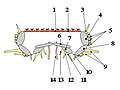 Vorschaubild der Version vom 20:13, 22. Dez. 2009