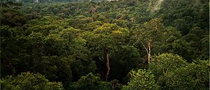 View of Amazon basin forest north of Manaus, B...