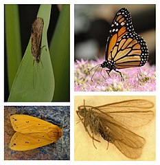 Kolaż fotografii, w lewym górnym rogu dorosły chruścik na liściu z czułkami skierowanymi do dołu, w prawym górnym roku barwny, pomarańczowo-czarno-biały motyl dzienny na kwiecie, w lewym dolnym rogu żółta ćma z czarnymi plamkami, w prawym dolnym rogu skrzydlaty owad zatopiony w bursztynie