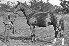 Amphion-horse.jpg