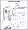 תמונה ממוזערת לגרסה מ־21:11, 27 במאי 2007