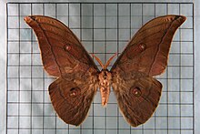 Antheraea yamamai superba.jpg