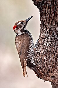 Arizona Woodpecker.jpg
