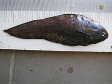 Austroglossus microlepis.jpg