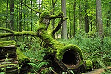 A 2010 photograph of a fallen tree in the Białowieża Forest