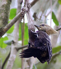 Description de l'image Blond-crested Woodpecker.jpg.