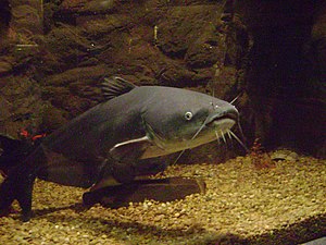 Blue catfish