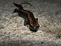 Miniatura para Bolitoglossa yucatana