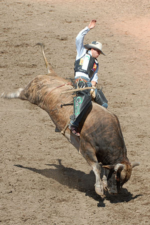 English: Bull riding at the Calgary Stampede. ...