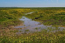 Extensión de agua salobre y ranúnculos