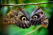 Butterflies (Costa Rica).jpg