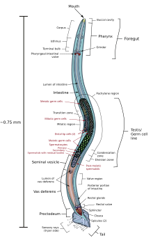 秀丽隐杆线虫的解剖图，着重强调了生殖系统
