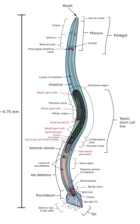 Lichaamsbouw van de mannelijke organen van een Caenorhabditis elegans (In werkelijkheid is het aaltje kleurloos en doorschijnend.)