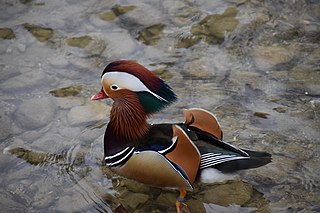 Canard mandarin.jpg